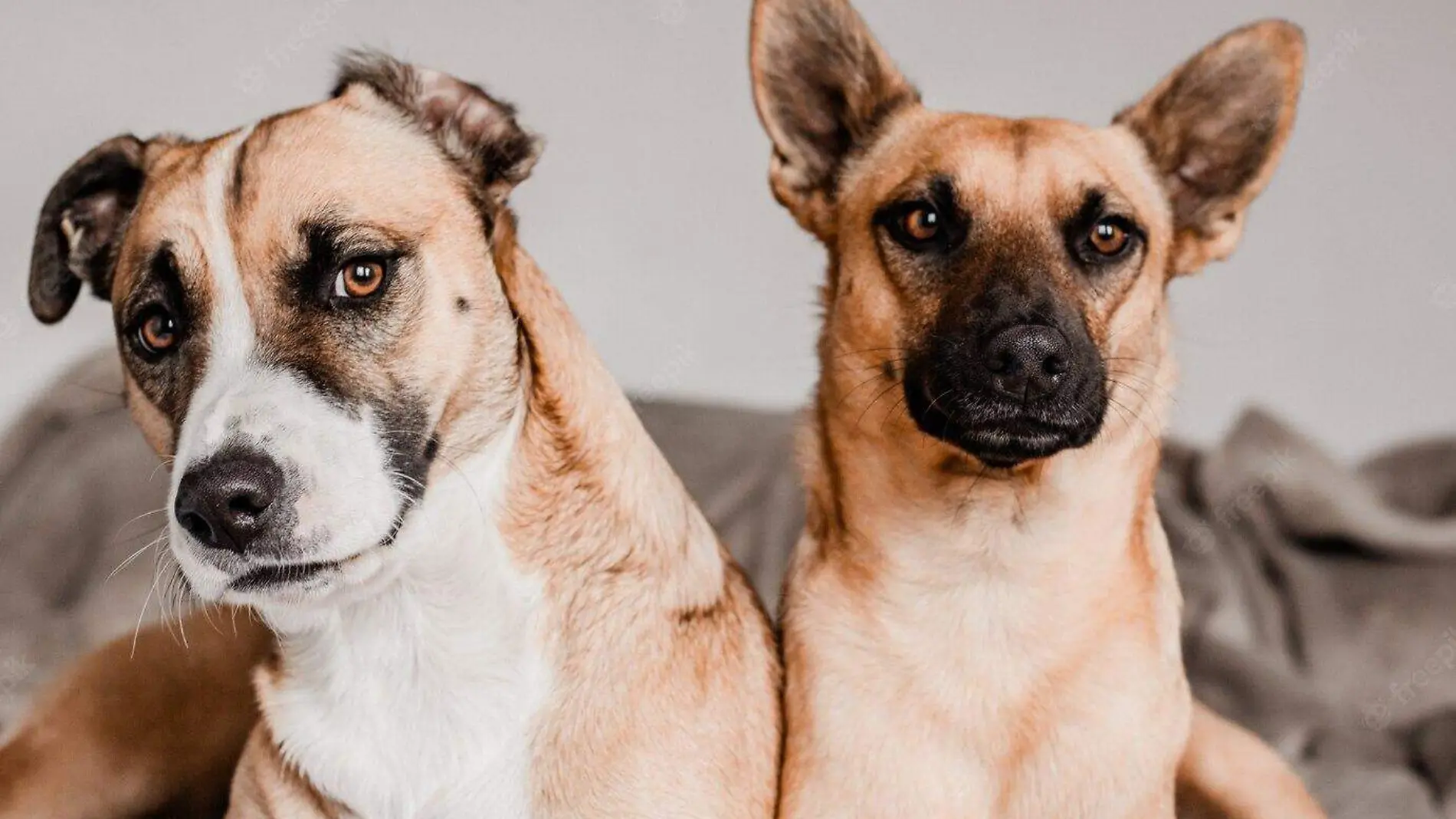 Ambos casos de perritos se dieron a conocer a través de redes sociales. Uno ocurrió en Puebla capital y el otro en San Pedro Cholula